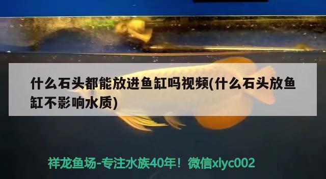 什么石頭都能放進魚缸嗎視頻(什么石頭放魚缸不影響水質(zhì))