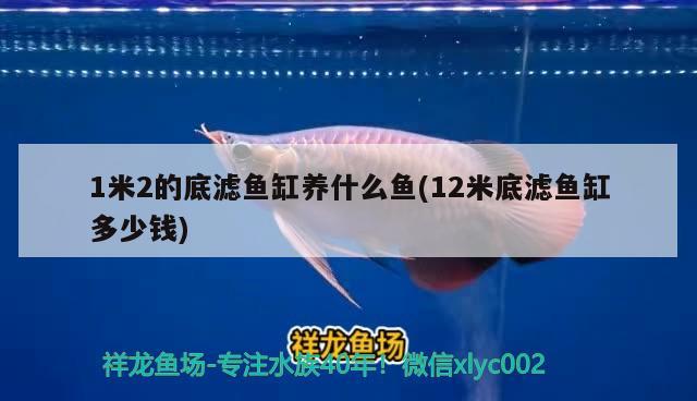 1米2的底濾魚缸養(yǎng)什么魚(12米底濾魚缸多少錢)