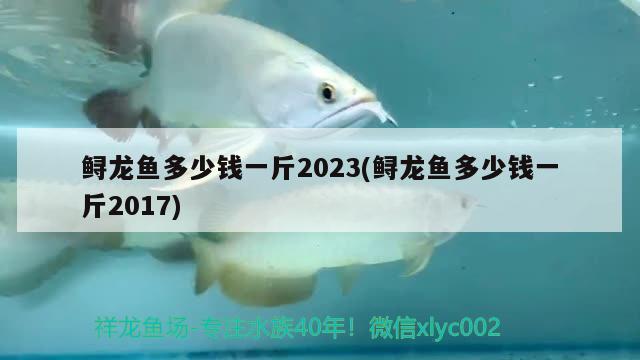 鱘龍魚多少錢一斤2023(鱘龍魚多少錢一斤2017) 觀賞魚