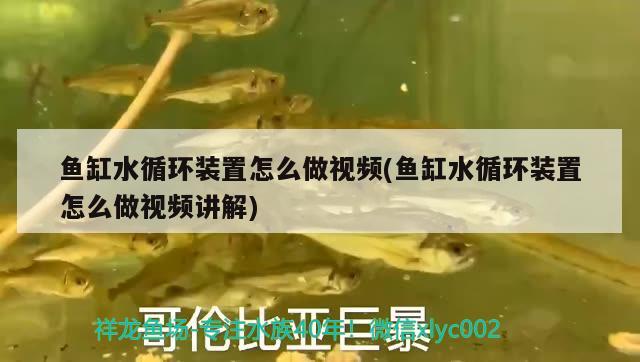 魚缸水循環(huán)裝置怎么做視頻(魚缸水循環(huán)裝置怎么做視頻講解) 黃金夢幻雷龍魚