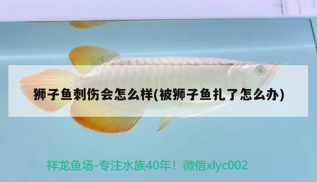 獅子魚刺傷會怎么樣(被獅子魚扎了怎么辦)