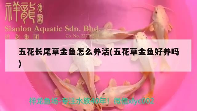 五花長尾草金魚怎么養(yǎng)活(五花草金魚好養(yǎng)嗎) 觀賞魚