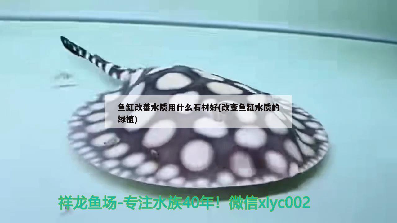 魚缸改善水質用什么石材好(改變魚缸水質的綠植)