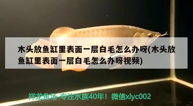 木頭放魚缸里表面一層白毛怎么辦呀(木頭放魚缸里表面一層白毛怎么辦呀視頻)