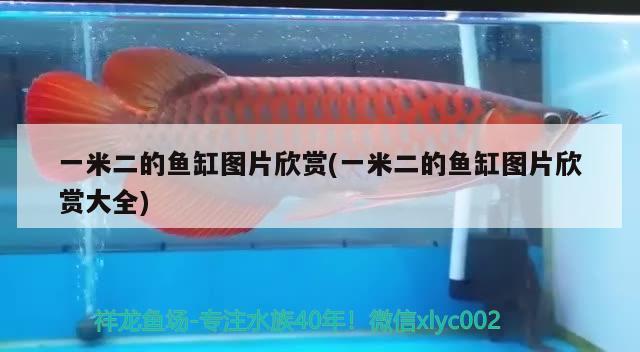 一米二的魚缸圖片欣賞(一米二的魚缸圖片欣賞大全) 祥龍魚場