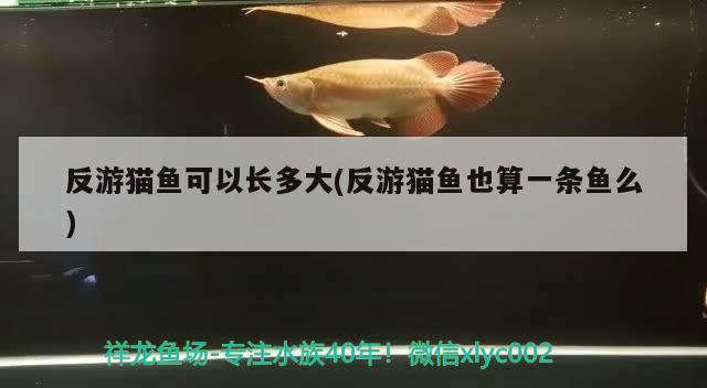 反游貓魚(yú)可以長(zhǎng)多大(反游貓魚(yú)也算一條魚(yú)么)