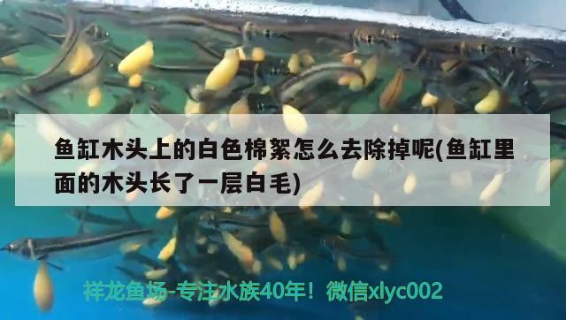 魚(yú)缸木頭上的白色棉絮怎么去除掉呢(魚(yú)缸里面的木頭長(zhǎng)了一層白毛)