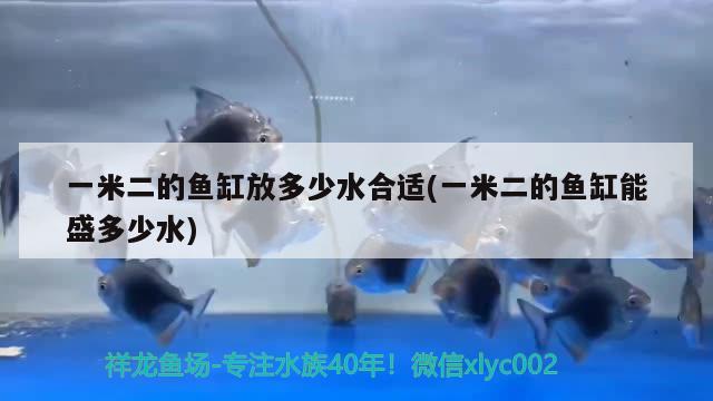 一米二的魚(yú)缸放多少水合適(一米二的魚(yú)缸能盛多少水) 金老虎魚(yú)