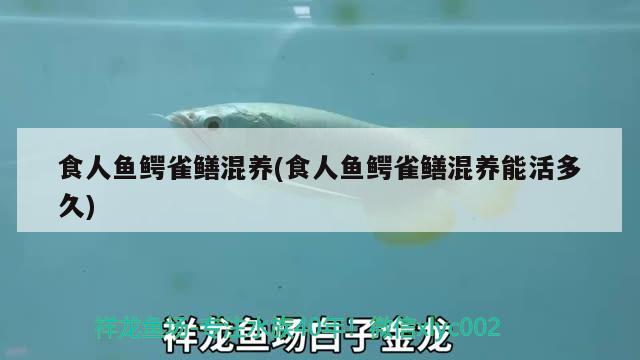 食人魚鱷雀鱔混養(yǎng)(食人魚鱷雀鱔混養(yǎng)能活多久) 食人魚（水虎）