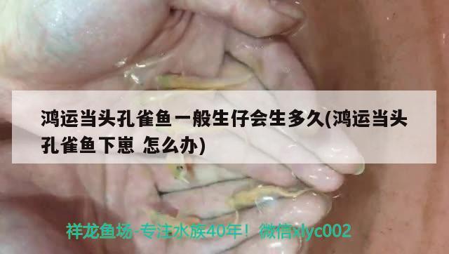 鴻運當頭孔雀魚一般生仔會生多久(鴻運當頭孔雀魚下崽怎么辦)