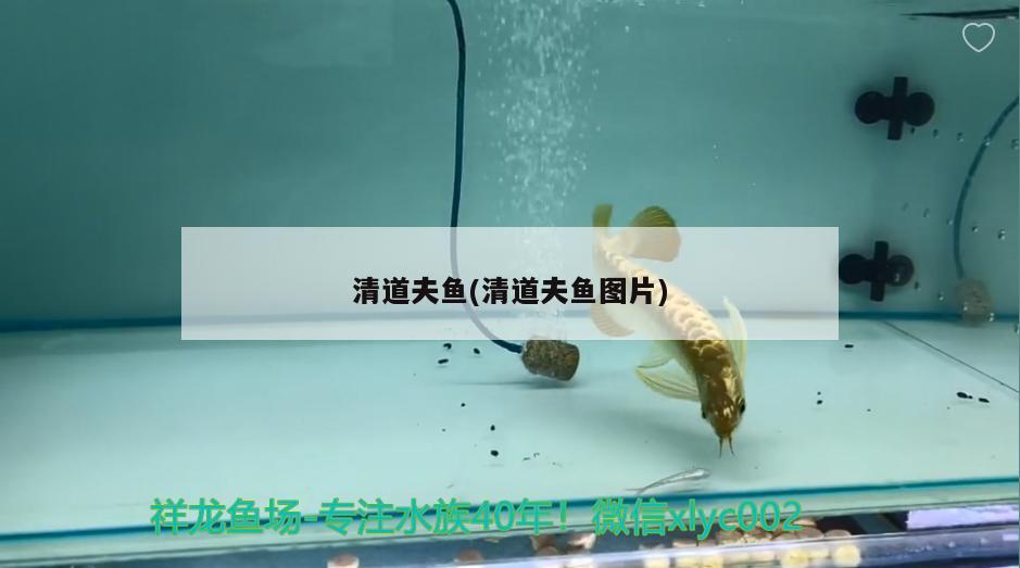 清道夫魚(清道夫魚圖片) 觀賞魚