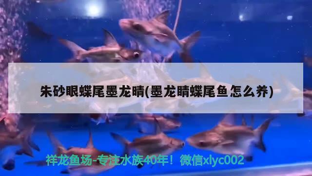 朱砂眼蝶尾墨龍晴(墨龍睛蝶尾魚怎么養(yǎng)) 觀賞魚