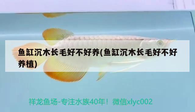 魚缸沉木長毛好不好養(yǎng)(魚缸沉木長毛好不好養(yǎng)植)