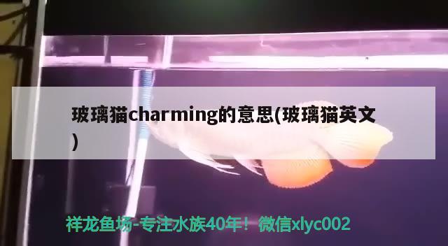 玻璃貓charming的意思(玻璃貓英文) 觀賞魚