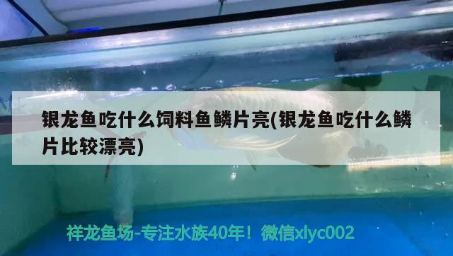 銀龍魚吃什么飼料魚鱗片亮(銀龍魚吃什么鱗片比較漂亮) 銀龍魚百科