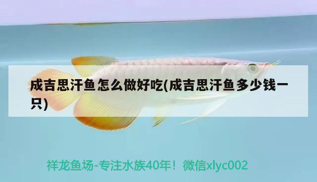 成吉思汗魚怎么做好吃(成吉思汗魚多少錢一只) 觀賞魚