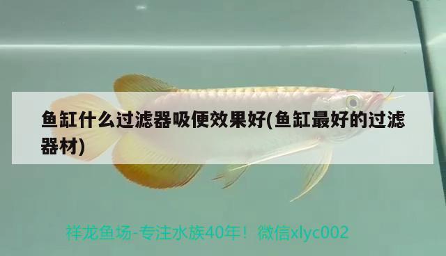 魚缸什么過濾器吸便效果好(魚缸最好的過濾器材)