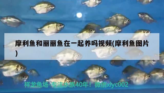 摩利魚和麗麗魚在一起養(yǎng)嗎視頻(摩利魚圖片) 觀賞魚