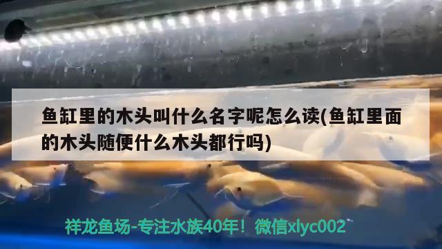 魚缸里的木頭叫什么名字呢怎么讀(魚缸里面的木頭隨便什么木頭都行嗎)