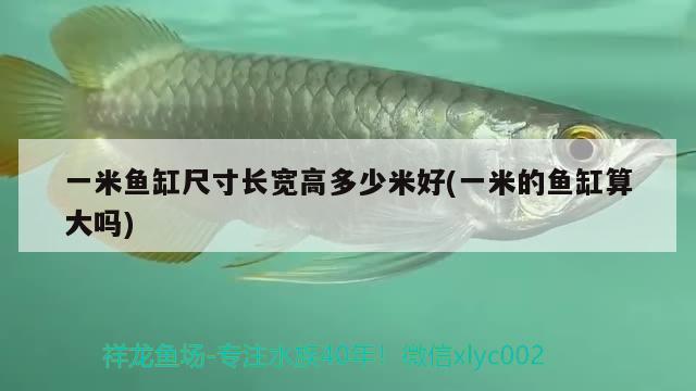 一米魚(yú)缸尺寸長(zhǎng)寬高多少米好(一米的魚(yú)缸算大嗎)