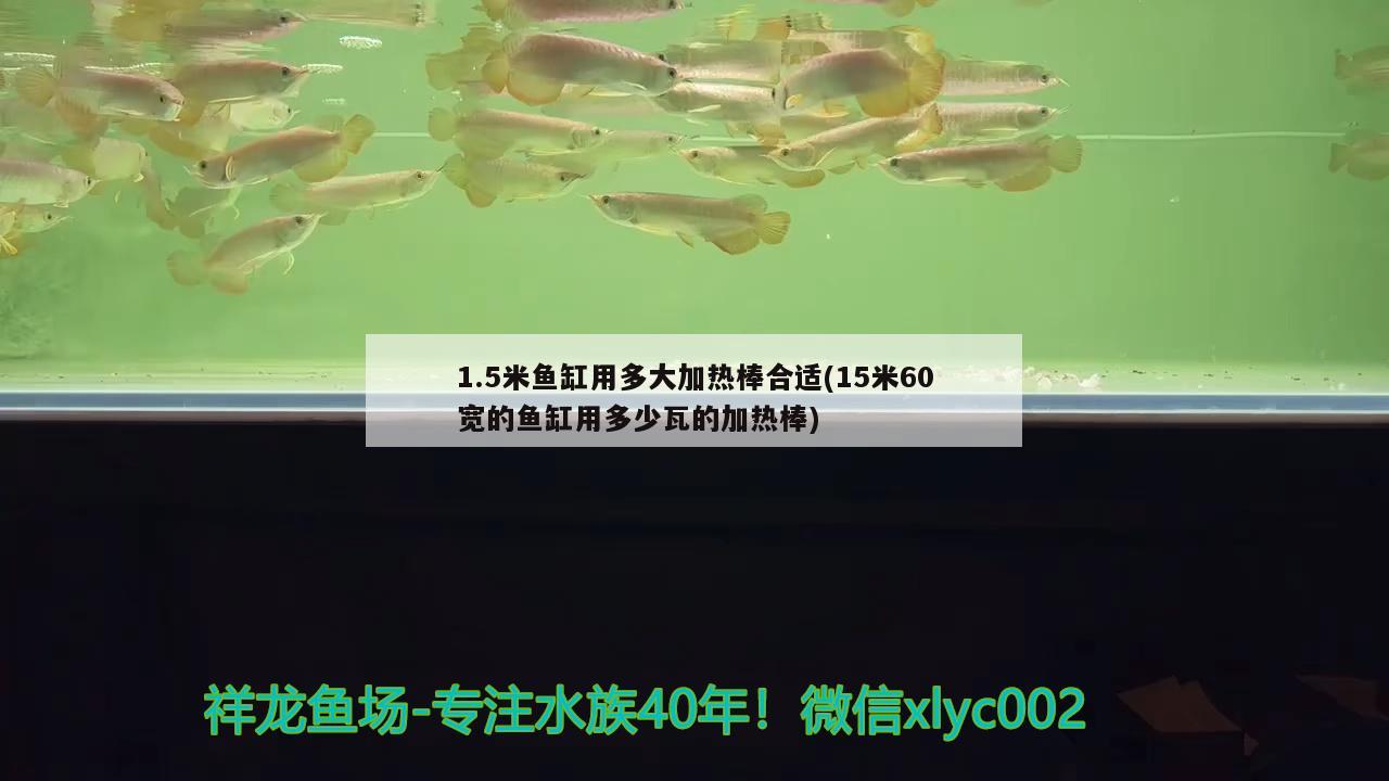 1.5米魚缸用多大加熱棒合適(15米60寬的魚缸用多少瓦的加熱棒) 斑馬鴨嘴魚