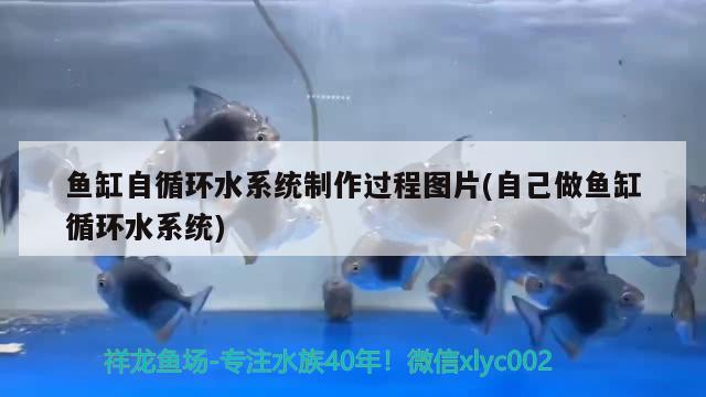 魚缸自循環(huán)水系統(tǒng)制作過程圖片(自己做魚缸循環(huán)水系統(tǒng))