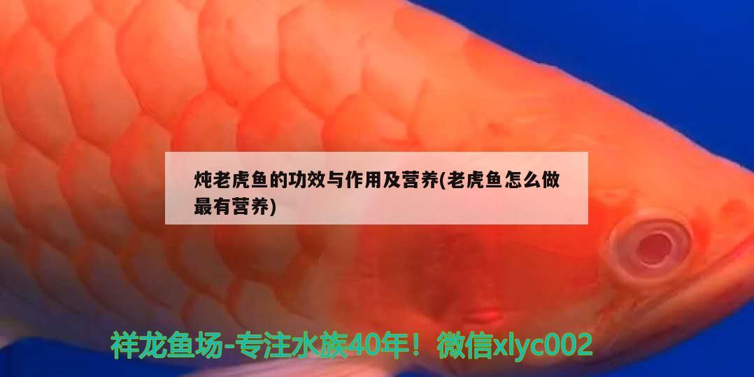 燉老虎魚的功效與作用及營養(yǎng)(老虎魚怎么做最有營養(yǎng)) 虎魚百科