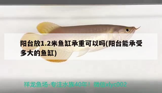 陽臺放1.2米魚缸承重可以嗎(陽臺能承受多大的魚缸)