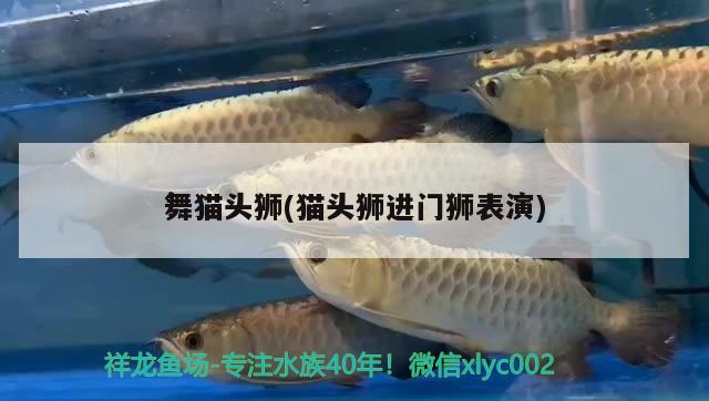 舞貓頭獅(貓頭獅進(jìn)門獅表演) 觀賞魚