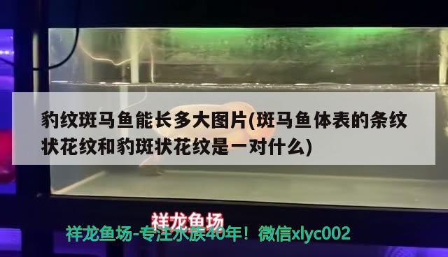 豹紋斑馬魚(yú)能長(zhǎng)多大圖片(斑馬魚(yú)體表的條紋狀花紋和豹斑狀花紋是一對(duì)什么)