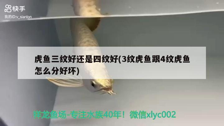 虎魚三紋好還是四紋好(3紋虎魚跟4紋虎魚怎么分好壞)