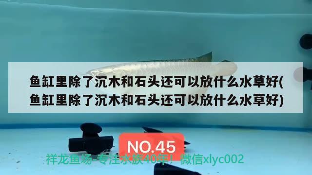 魚缸里除了沉木和石頭還可以放什么水草好(魚缸里除了沉木和石頭還可以放什么水草好)