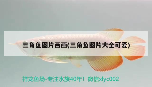 三角魚圖片畫畫(三角魚圖片大全可愛) 觀賞魚