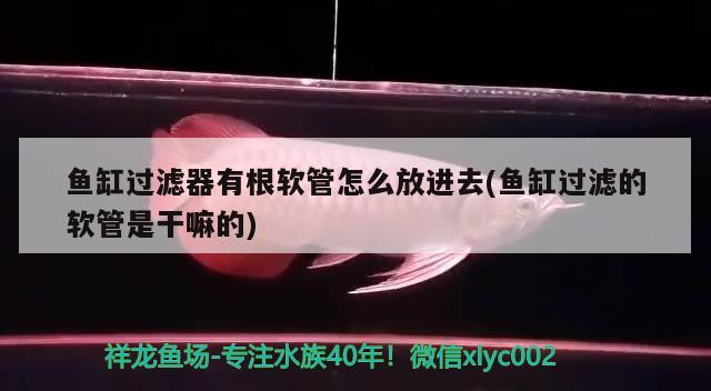 魚缸過濾器有根軟管怎么放進(jìn)去(魚缸過濾的軟管是干嘛的) 蝴蝶鯉