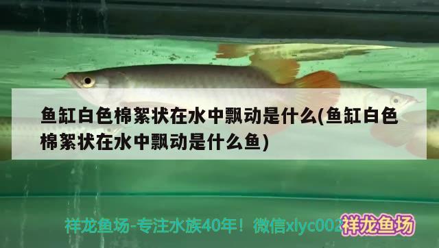 魚缸白色棉絮狀在水中飄動是什么(魚缸白色棉絮狀在水中飄動是什么魚) 鐵甲武士