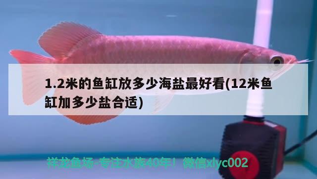 1.2米的魚(yú)缸放多少海鹽最好看(12米魚(yú)缸加多少鹽合適)