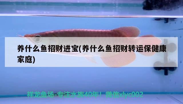 養(yǎng)什么魚招財(cái)進(jìn)寶(養(yǎng)什么魚招財(cái)轉(zhuǎn)運(yùn)保健康家庭) 觀賞魚 第2張