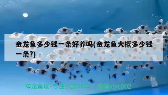 金龍魚多少錢一條好養(yǎng)嗎(金龍魚大概多少錢一條?) 觀賞魚 第2張