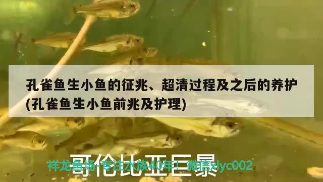 孔雀魚(yú)生小魚(yú)的征兆、超清過(guò)程及之后的養(yǎng)護(hù)(孔雀魚(yú)生小魚(yú)前兆及護(hù)理)