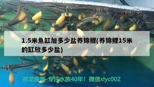 1.5米魚缸加多少鹽養(yǎng)錦鯉(養(yǎng)錦鯉15米的缸放多少鹽)