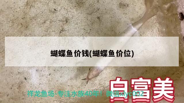 蝴蝶魚價錢(蝴蝶魚價位)