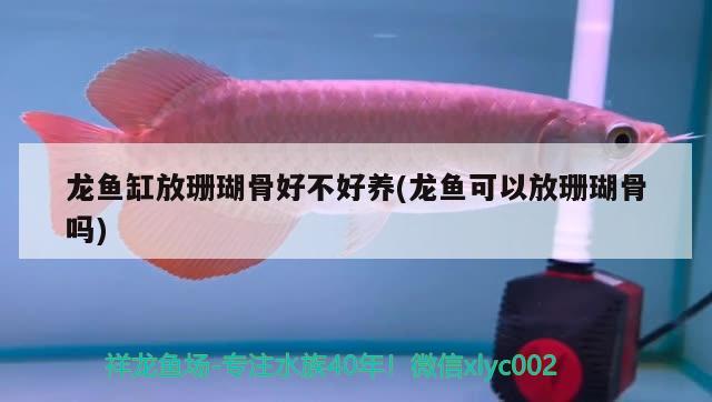 龍魚缸放珊瑚骨好不好養(yǎng)(龍魚可以放珊瑚骨嗎) 殺菌消毒設(shè)備