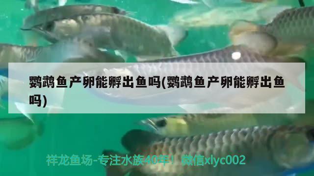 鸚鵡魚產(chǎn)卵能孵出魚嗎(鸚鵡魚產(chǎn)卵能孵出魚嗎)