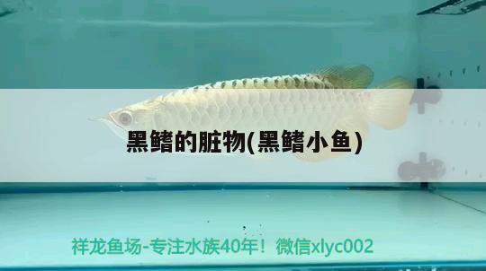 黑鰭的臟物(黑鰭小魚)