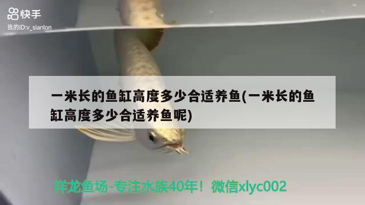 一米長的魚缸高度多少合適養(yǎng)魚(一米長的魚缸高度多少合適養(yǎng)魚呢) 帝王血鉆