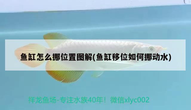 魚缸怎么挪位置圖解(魚缸移位如何挪動水)