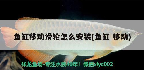 魚缸移動(dòng)滑輪怎么安裝(魚缸移動(dòng))