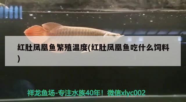 紅肚鳳凰魚繁殖溫度(紅肚鳳凰魚吃什么飼料) 觀賞魚