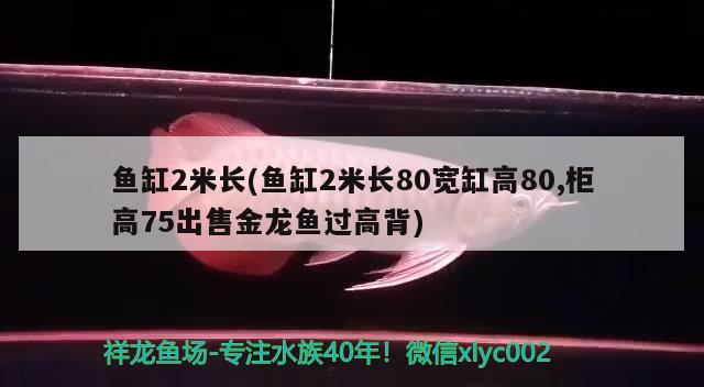 魚缸2米長(魚缸2米長80寬缸高80,柜高75出售金龍魚過高背) 水溫計