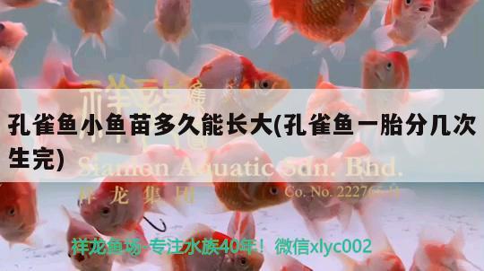 孔雀魚小魚苗多久能長大(孔雀魚一胎分幾次生完)